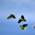 amazones à front blanc amazones à front blanc