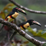 araçaris à collier araçaris à collier