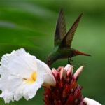 ariane à ventre gris ariane à ventre gris