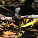 basilic commun juvénile basilic commun juvénile