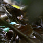 basilic commun basilic commun