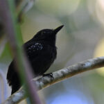 batara capucin batara capucin