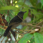 batara capucin femelle batara capucin femelle