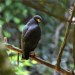 buse des mangroves buse des mangroves