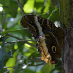 Caligo atreus Caligo atreus