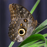 Caligo eurilochus Caligo eurilochus