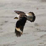 caracara à tête jaune caracara à tête jaune