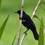 carouge à épaulettes carouge à épaulettes