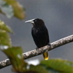 cassique à tête brune cassique à tête brune