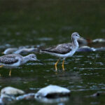 chevaliers criards chevaliers criards