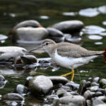 chevalier grivelé chevalier grivelé