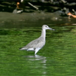 chevalier semipalmé chevalier semipalmé