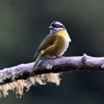 chlorospin à sourcils brisés