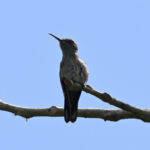 colibri de Cuvier colibri de Cuvier