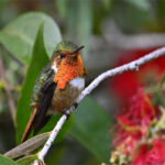 colibri scintillant
