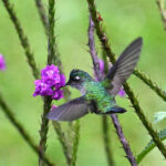 colibri à tête violette colibri à tête violette