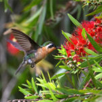colibri à ventre châtain femelle