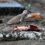 colombe de Verreaux colombe de Verreaux