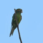 conure de Finsch conure de Finsch