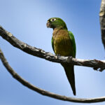 conure naine conure naine