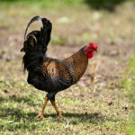 coq du Costa Rica coq du Costa Rica