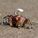 crabe du Pacifique crabe du Pacifique