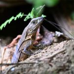 cténosaure noir cténosaure noir