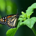 Danaus plexippus Danaus plexippus