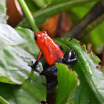 dendrobate fraise dendrobate fraise