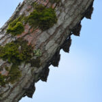 dortoir de chauve-souris dortoir de chauve-souris