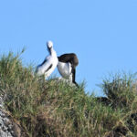 fous bruns au nid fous bruns au nid