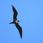 frégate superbe femelle frégate superbe femelle