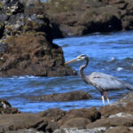 grand héron grand héron