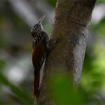 grimpar maillé grimpar maillé