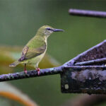 guit-guit saï femelle guit-guit saï femelle