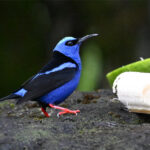 guit-guit saï guit-guit saï