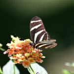 Heliconius charithonia