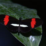 Heliconius erato