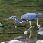 héron tricolore héron tricolore