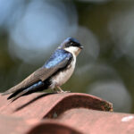 hirondelle bleu et blanc