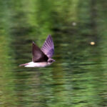 hirondelle à ailes hérissées hirondelle à ailes hérissées