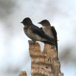 hirondelles chalybée hirondelles chalybée