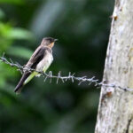 hirondelle à gorge rousse hirondelle à gorge rousse