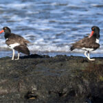 huitriers américains huitriers américains