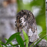 ibijau gris ibijau gris