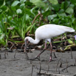 ibis blanc ibis blanc