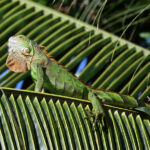 iguane vert iguane vert