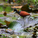 jacana du Mexique jacana du Mexique