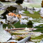 jacana du Mexique le poussin jacana du Mexique le poussin