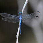 libellule de Dominical libellule de Dominical